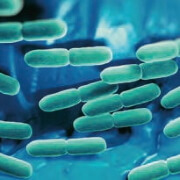 Lactobacillus rhamnosus