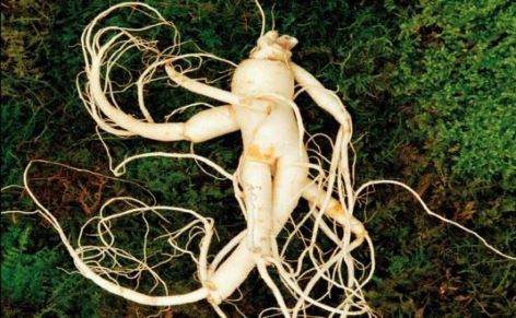 ginseng