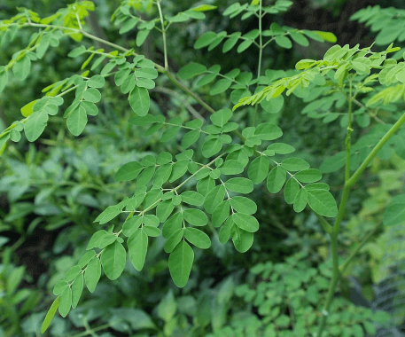 Moringa - Naturoscience