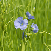 Leinsamen