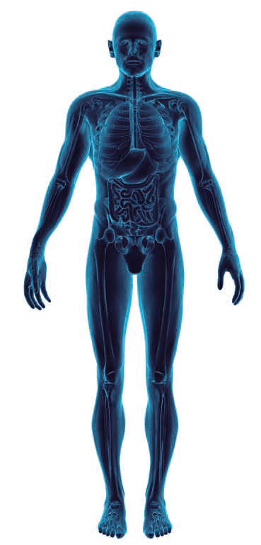 Body